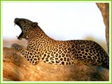 Leopard at Corbett National Park