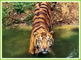 Tiger at Ranthambhore National Park