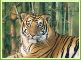 Bandipur National Park, Ooty