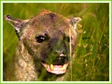 Wild Dog, Kanger Valley National Park, Jagdalpur