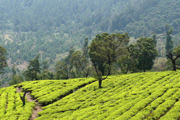 Tea and Tourism Festival