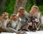 Chinnar Wildlife Sanctuary