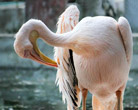 Guindy National Park