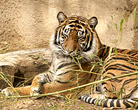 Periyar Tiger Reserve