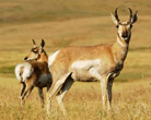 Wayanad Wildlife Sanctuary